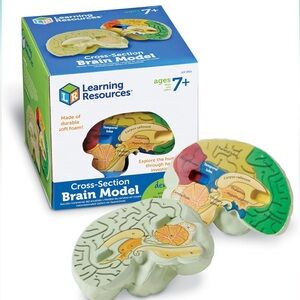 Brain model
